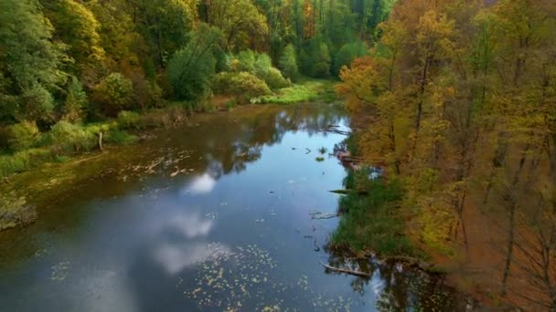 秋の森の中にある泥の池 美しい晴れた天気で色鮮やかな森の上に徐々に上昇するドローンショット — ストック動画
