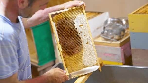 Honey Frame Being Prepared Harvesting Male Apiarist Uncovers Wax Cells — Stock Video