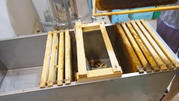 Apiculturist Plaatst Honingframes Metalen Doos Honing Extractie Apparaat Bijenkorven Achtergrond — Stockvideo