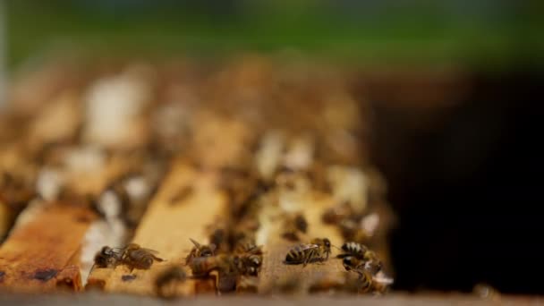 Piękne Pszczoły Czołgające Się Otwartym Ulu Owady Miodu Szczycie Drewnianych — Wideo stockowe