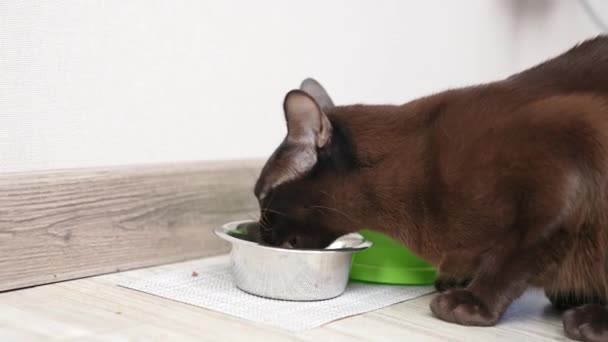 Bonito Gato Negro Doméstico Comiendo Placa Metal Suelo Lindo Animal — Vídeos de Stock