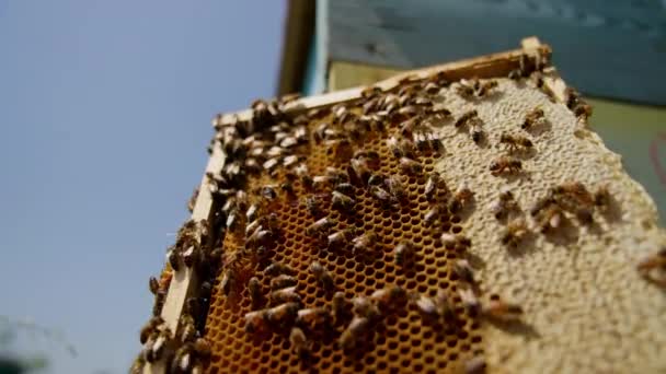 努力工作的蜜蜂爬过蜡梳子 蜂蜜昆虫把收获物密封在细胞中 靠近点低角度视图 — 图库视频影像