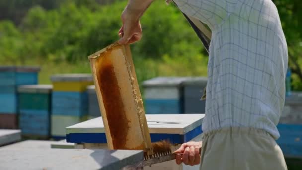 Hanbiodlaren Rengör Honungsramen Från Bina Människan Tar Insekterna Med Den — Stockvideo