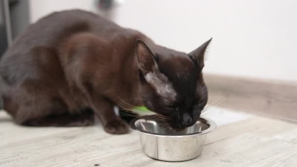 Lesklá Černá Krátkosrstá Kočka Večeří Krásné Domácí Zvíře Jíst Kovové — Stock video