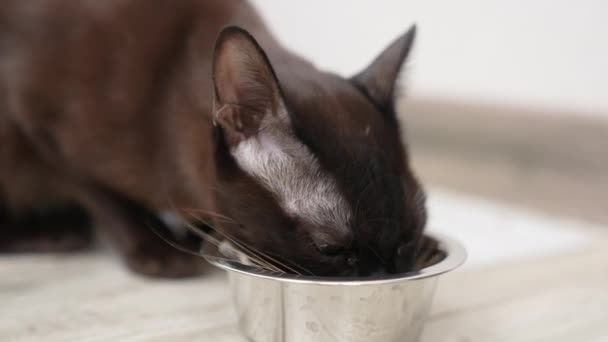 음식을 가정용 고양이 그릇을 고양이 클로즈업 — 비디오