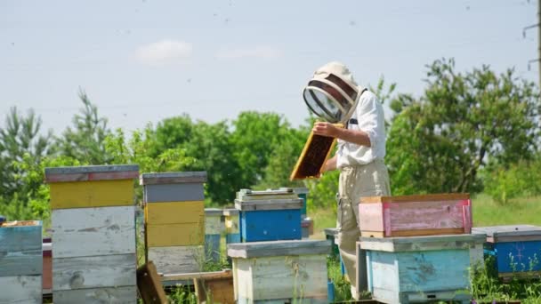 Apiarist Wearing Protective Hat Holds Frame His Hands Beekeeper Scratches — Stock Video