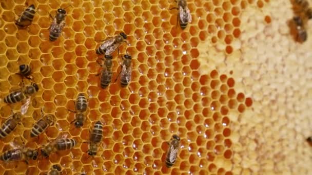Arılar Bal Üretiyor Balmumu Hücrelerini Dolduruyor Bal Taraklarının Üzerinde Yürüyen — Stok video