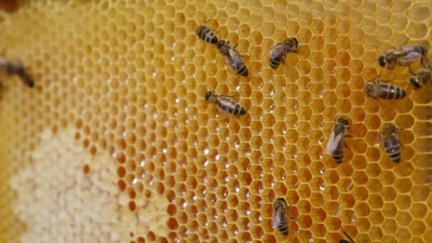 Çalışkan Arılar Bal Dolu Balmumu Hücrelerin Üzerinde Sürünüyorlar Hafif Bal — Stok video