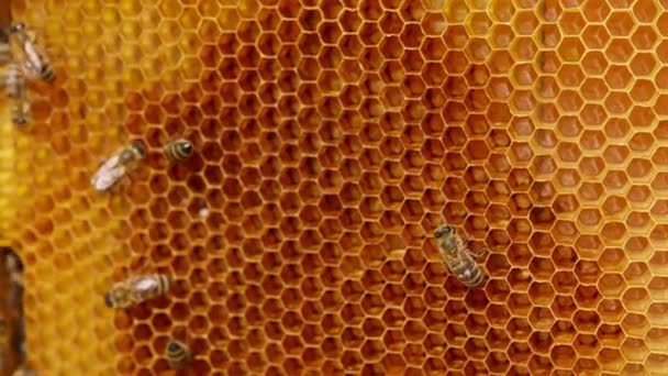 Занятые Пчелы Создают Восковые Клетки Сбора Хранения Меда Макросъемка Размытый — стоковое видео