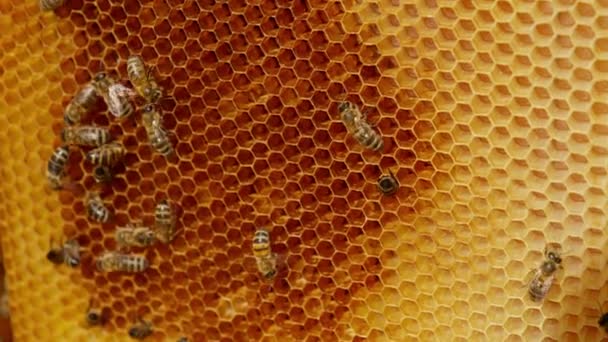 浅黄色蜡框上的深褐色斑点 蜜蜂在蜂窝里爬来爬去 爬进蜂窝 靠近点 — 图库视频影像