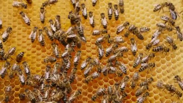 Zahlreiche Arbeitsbienen Bedecken Die Oberfläche Der Waben Honiginsekten Schaffen Wachszellen — Stockvideo