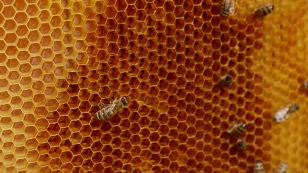 Néhány Dolgozó Méh Mászkál Üres Viaszsejtek Körül Keményen Dolgozó Rovarok — Stock videók
