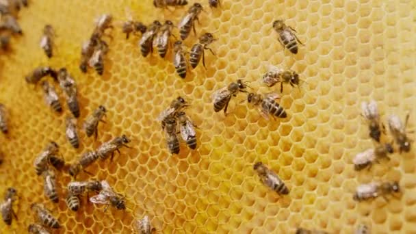 Méhek Által Méz Tárolására Létrehozott Világos Sárga Viaszsejtek Néhány Rovar — Stock videók