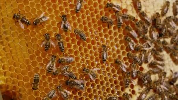 ミツバチはハニカムの上を積極的に歩いています 液体の新鮮な蜂蜜が光の中で輝いています クローズアップ ブラーレッド バックドロップ — ストック動画