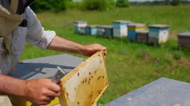 雄蜂的手握住一个蜂蜜架 从上面抖落蜜蜂 检查准备收割的蜂蜜梳 靠近点 — 图库视频影像