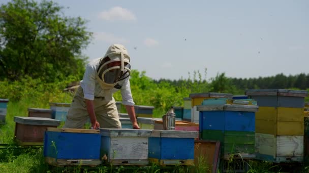 彼のミツバチ農場を扱う保護帽子の男性中年のアペルシスト 彼の養蜂家を調べている忙しい男 グリーンサマーバックドロップ — ストック動画