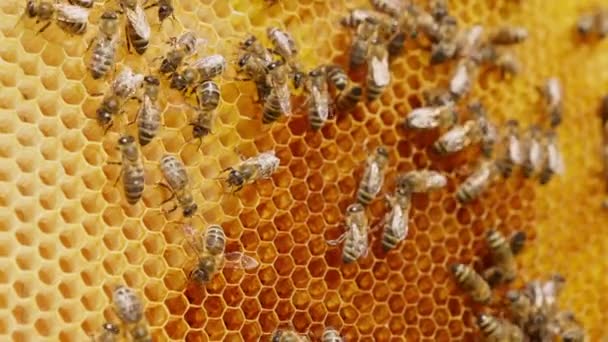 Industrious Insects Crawl Honeycombs Climb Them Close Bee Family Working — Stock Video