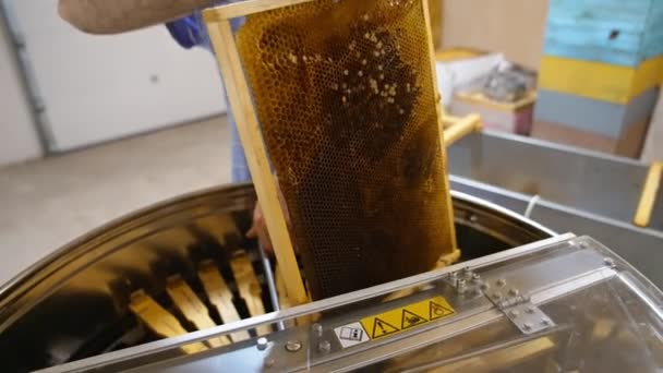 Gyógyszerész Teljes Mézkeretet Egy Fémhordóba Helyezi Mézszüret Folyamata Modern Méhészeti — Stock videók