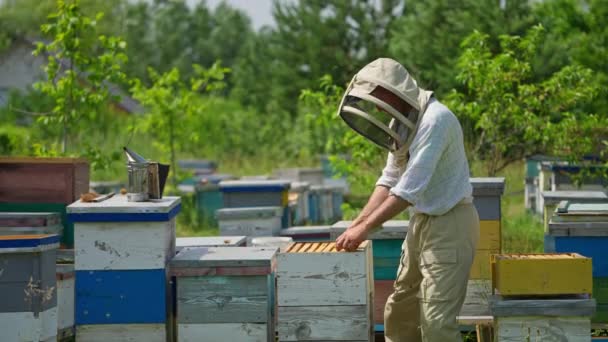 戴着防护帽的养蜂人看起来像穿过蜂蜜框架 在阳光明媚的夏日 一个成年人在他的小屋里干活 自然背景 — 图库视频影像