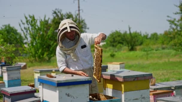 Volwassen Mannelijke Apiculturist Met Beschermende Hoed Staat Zijn Bijenboerderij Een — Stockvideo