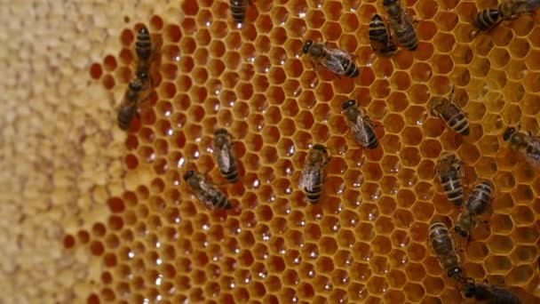 Pruhový Medový Hmyz Který Plní Voskové Buňky Medem Krásné Včely — Stock video