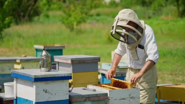 勤劳的男性养蜂人戴着帽子检查他的农场 阿皮亚主义者从两边看蜂蜜框 模糊的自然背景 — 图库视频影像