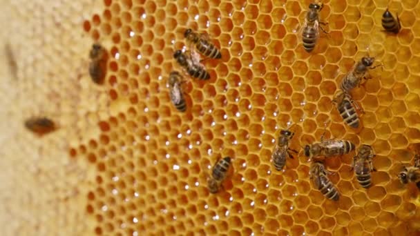 一些工作的蜜蜂爬过充满蜂蜜的细胞 忙碌的昆虫在蜂窝中制造健康的新鲜蜂蜜 靠近点模糊的背景 — 图库视频影像