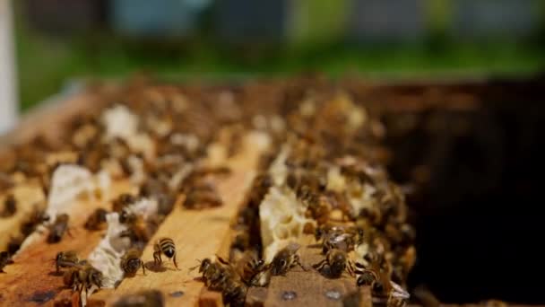 Крошечные Рабочие Пчелы Роятся Над Деревянными Рамами Медовые Насекомые Ползают — стоковое видео