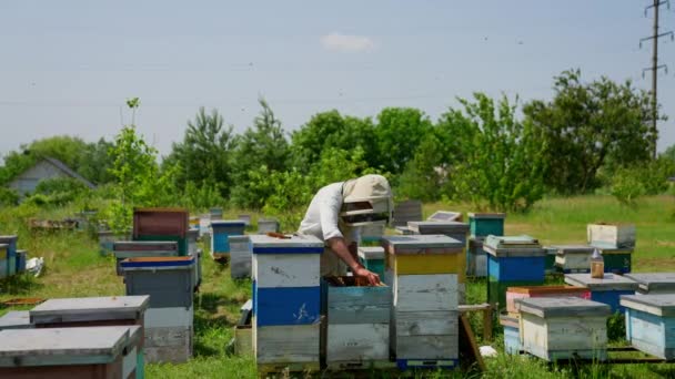 Práce Venkovské Včelí Farmě Muž Včelař Prohlíží Včelí Úly Obklopený — Stock video