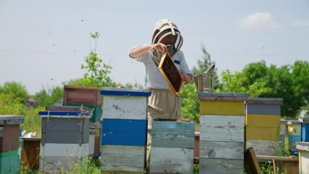 Apiarysta Ostrożnie Wyjmuje Klatkę Uli Pszczół Doświadczony Pszczelarz Sprawdzający Zbiory — Wideo stockowe