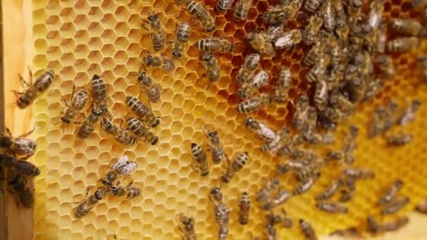 蜂は蜂蜜のフレームの上にゆっくりと這っています 健康な製品を保管 生産するためのワックス細胞を作る働く昆虫 — ストック動画