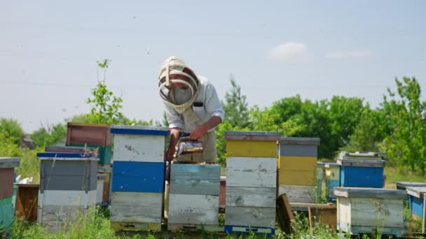 Včelařka Zklidňuje Včely Pomocí Kuřáka Muž Specialista Zamete Pečlivě Včely — Stock video