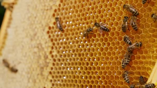 新鮮な輝く蜂蜜で満たされた美しい黄色いワックス細胞 いくつかのミツバチは 組み合わせの上を這ったり 細胞に登ったりします マクロショット ブラーレッド バックドロップ — ストック動画