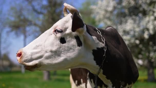 Brüllende Kuh Steht Draußen Garten Mit Blühenden Bäumen Sonnigen Tagen — Stockvideo