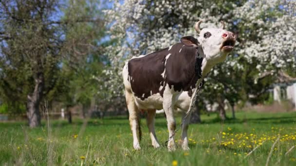 Sonnigen Frühlingsgarten Steht Eine Kuh Die Den Boden Gekettet Ist — Stockvideo