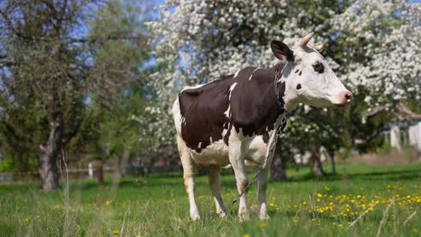 Vaca Doméstica Preta Branca Com Corrente Pescoço Fica Jardim Grande — Vídeo de Stock