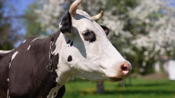 在户外让奶牛安静下来 黑人和白人养牛的动物被许多令人讨厌的昆虫所困扰 在朦胧的背景下的枯树 — 图库视频影像