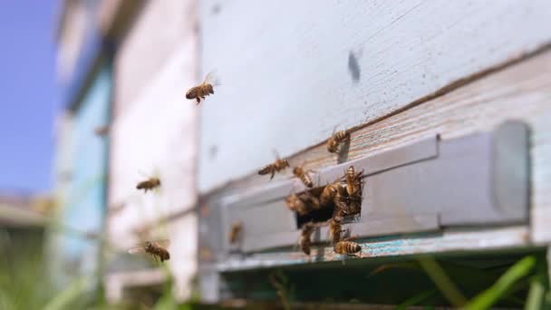Går Bikupa Industriella Bin Insekter Kommer Tillbaka Till Sina Bikupor — Stockvideo