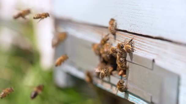 하이브 주위에 꿀벌의 덩어리 열심히 일하는 곤충들은 집으로 돌아옵니다 배경입니다 — 비디오