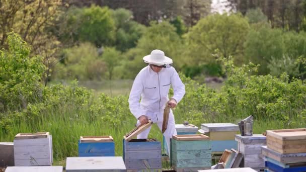 비키퍼는 근처의 꿀벌에서 일합니다 사람은 허벅지에 프레임을 — 비디오