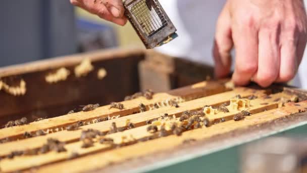 打开蜂箱 里面有许多蜂蜜框 人类的手把一个装有蜂后的小笼放在镜框之间 靠近点 — 图库视频影像