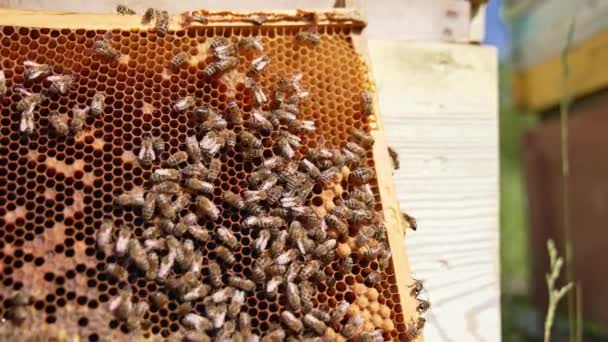 ハイブの近くに置かれたワックスフレームの上を這う蜂 虫は有機製品を生産しています クローズアップ — ストック動画