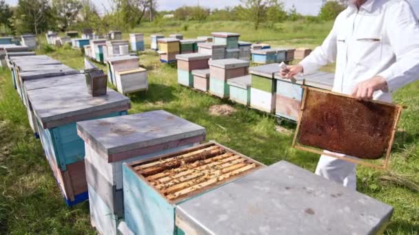 Mann Weißem Overall Kommt Seinen Bienenstöcken Imker Reinigt Mit Metallwerkzeug — Stockvideo