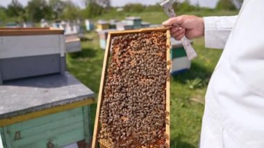 Beyaz elbiseli arı yetiştiricisi çerçeveyi elinde çeviriyor. Erkek arı ailesini dikkatle izliyor. Çerçeveyi yoğun bir şekilde kaplıyor. Nature Sunny Day arka planı bulanık.