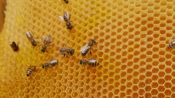 Pracujące Pszczoły Czołgające Się Pustych Komorach Woskowych Owady Miodu Przygotowujące — Wideo stockowe