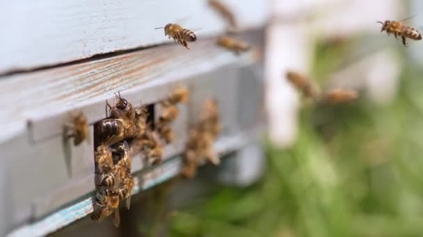 Keményen Dolgozó Méhek Gyülekeztek Méhkasuk Körül Elfoglalt Rovar Próbál Belépni — Stock videók