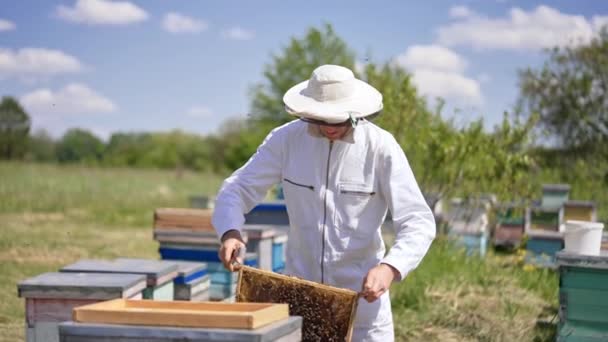 Apiarist White Outfit Busy His Farm Man Protective Hat Checking — Stock Video