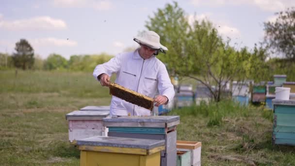 养蜂人仔细地看着布满蜜蜂窝的框架 男人把沉重的框架放回蜂窝里 模糊的背景 — 图库视频影像
