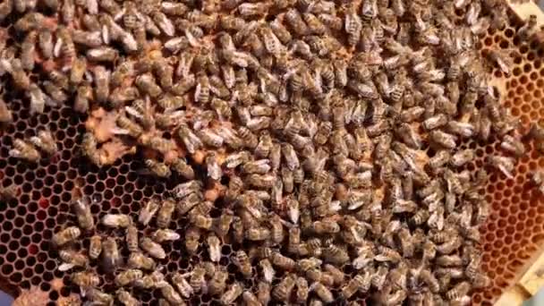 ミツバチがハニーフレームに集まっている 男性の手は蜂に恐れを抱かないように触れています クローズアップ — ストック動画