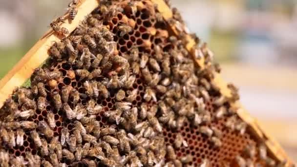 Медовые Пчелы Заползают Выходят Восковых Клеток Рамка Полностью Покрыта Пчелиными — стоковое видео